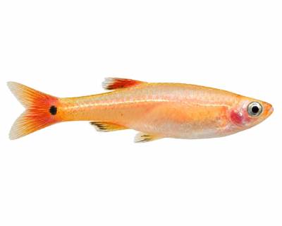 Temperate Fish